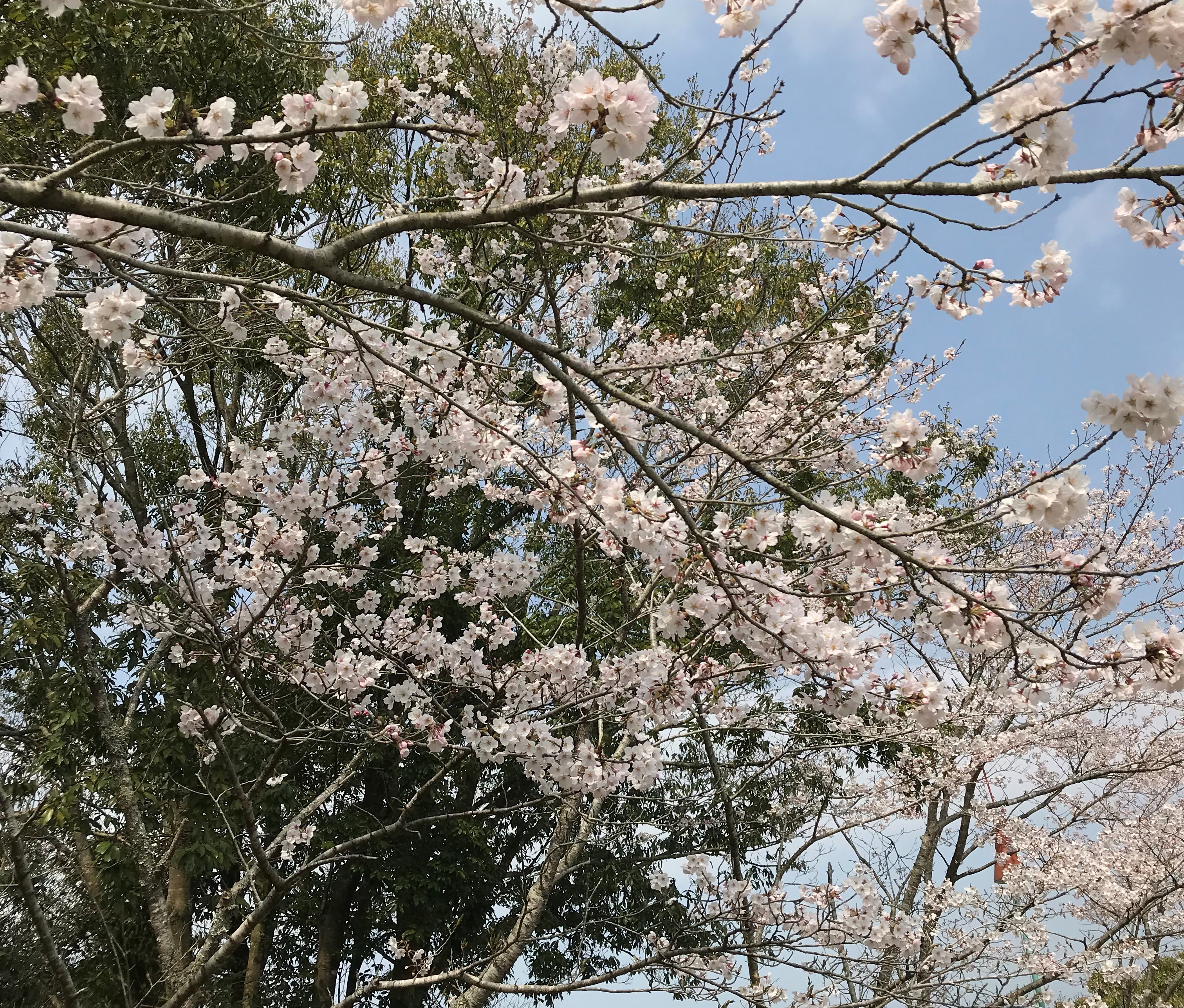 桜まつり2